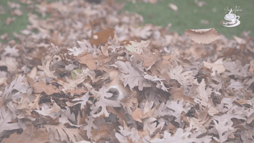 Your audience craves content that helps them move gracefully into the season instead of scrambling frantically head first into the leaf pile.